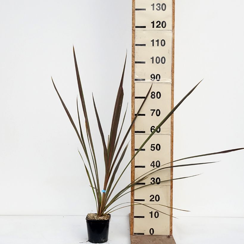 Amostra de Cordyline × banksii Electric Star Vaso de 1,5 L/2 L tal como entregue na primavera