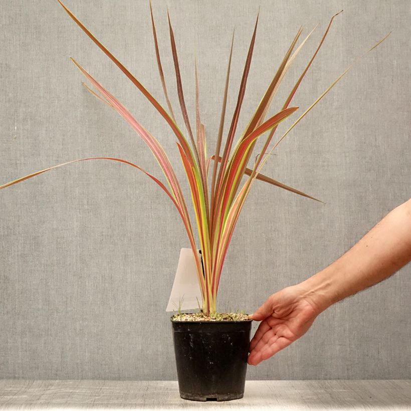 Amostra de Cordyline × banksii Electric Star Vaso de 3 L/4 L tal como entregue no verão