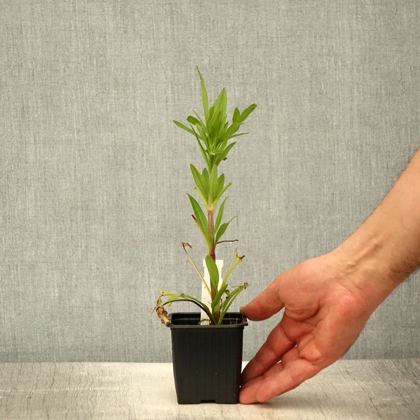 Amostra de Coreópsis grandiflora Badengold Vaso de 8/9 cm tal como entregue na primavera