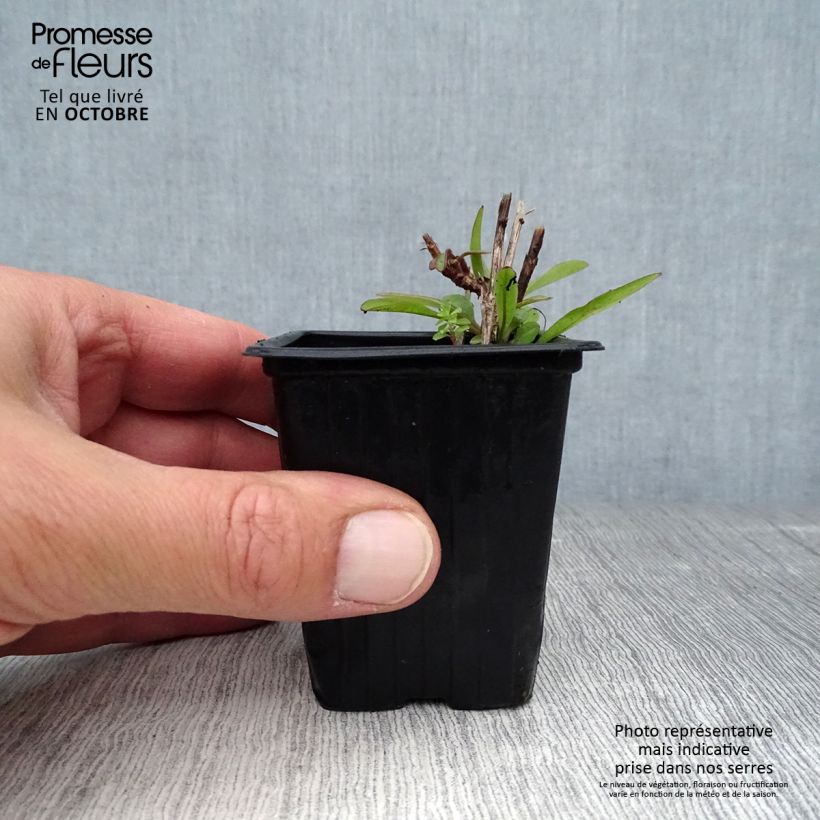 Amostra de Coreópsis alpinus Early Sunrise Vaso de 7/8 cm tal como entregue no outono