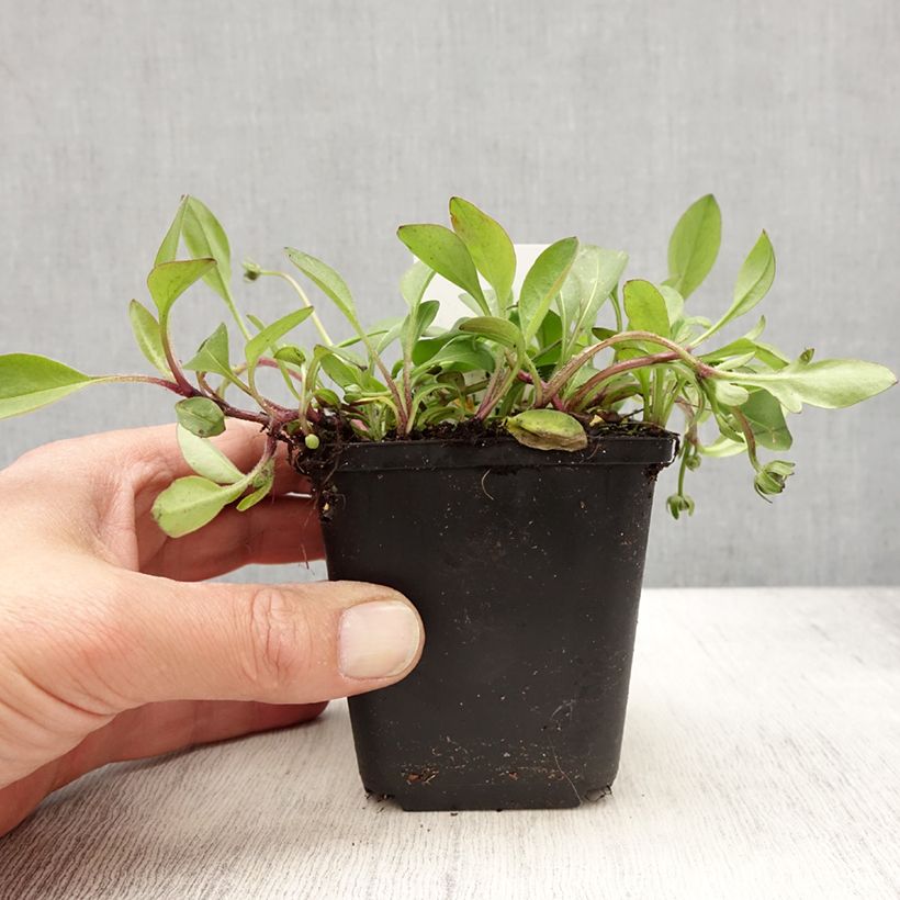 Amostra de Coreópsis auriculata Elfin Gold Vaso de 8/9 cm tal como entregue na primavera