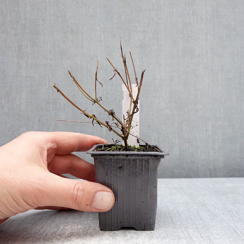 Amostra de Coreópsis Fool's Gold Vaso de 8/9 cm tal como entregue no inverno