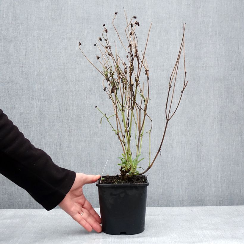 Amostra de Coreopsis grandiflora Golden Stardust Pot de 1,5L/2L tal como entregue no inverno