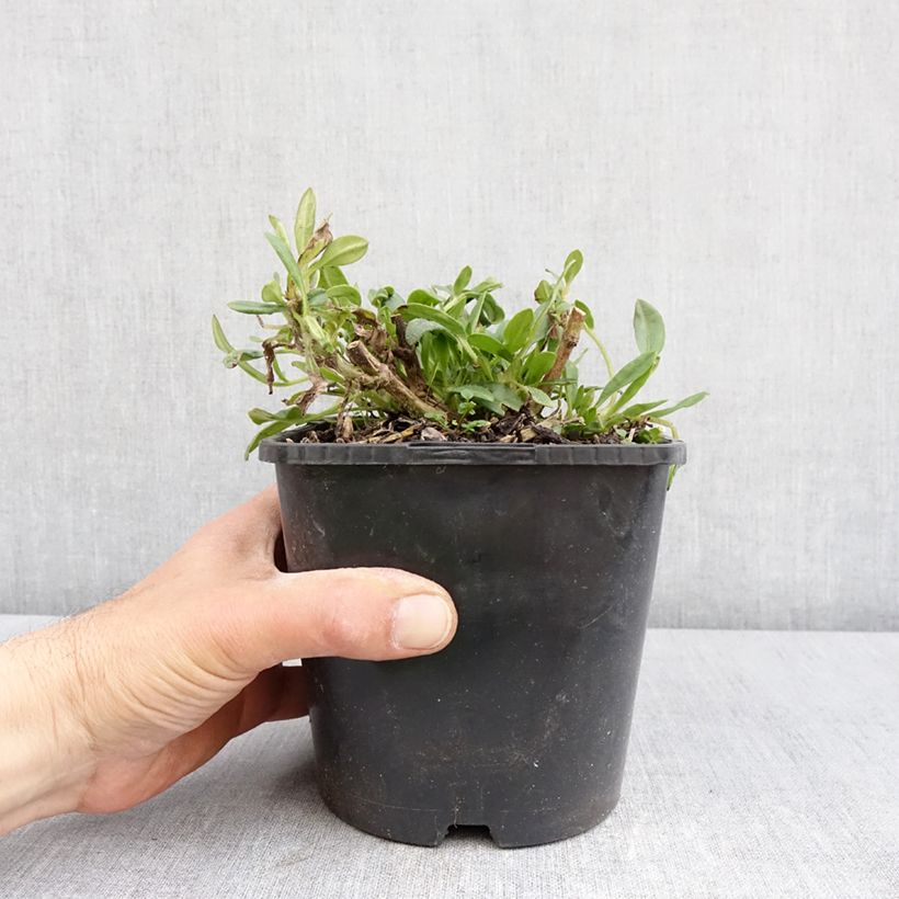 Amostra de Coreópsis Golden Stardust Vaso de 1,5 L/2 L tal como entregue na primavera