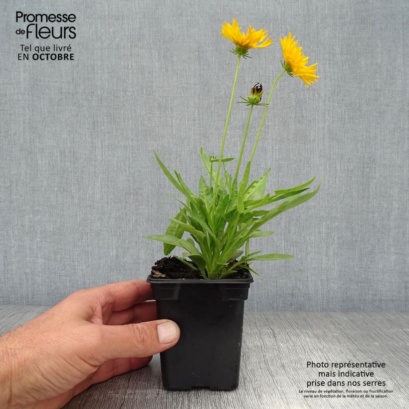 Amostra de Coreópsis grandiflora Louis d'Or Vaso de 7/8 cm tal como entregue no outono
