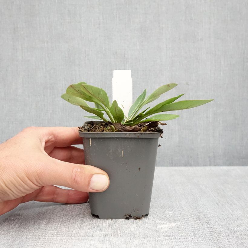 Amostra de Coreópsis grandiflora Solar Fancy Vaso de 7/8 cm tal como entregue no outono