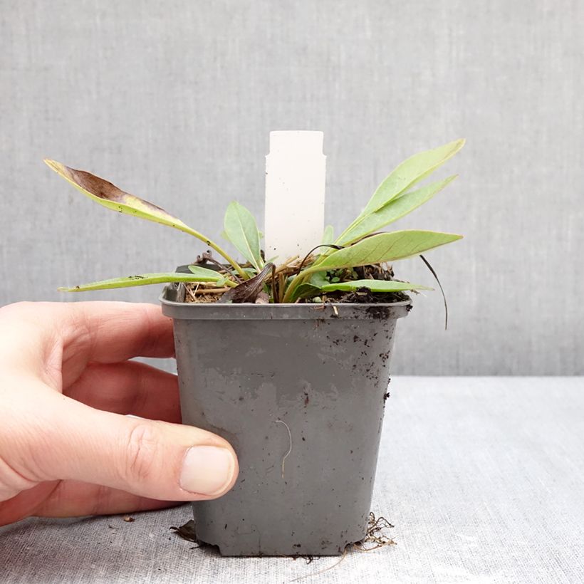 Amostra de Coreópsis grandiflora Solar Fancy Vaso de 7/8 cm tal como entregue no inverno