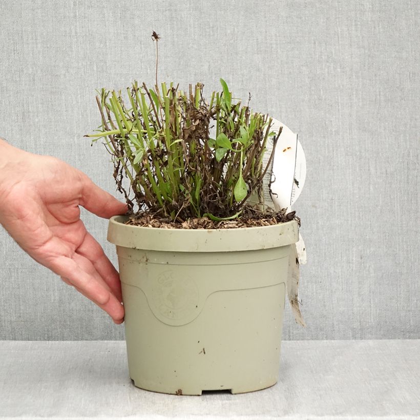 Amostra de Coreópsis grandiflora Solar Fancy Vaso de 3 L/4 L tal como entregue no outono