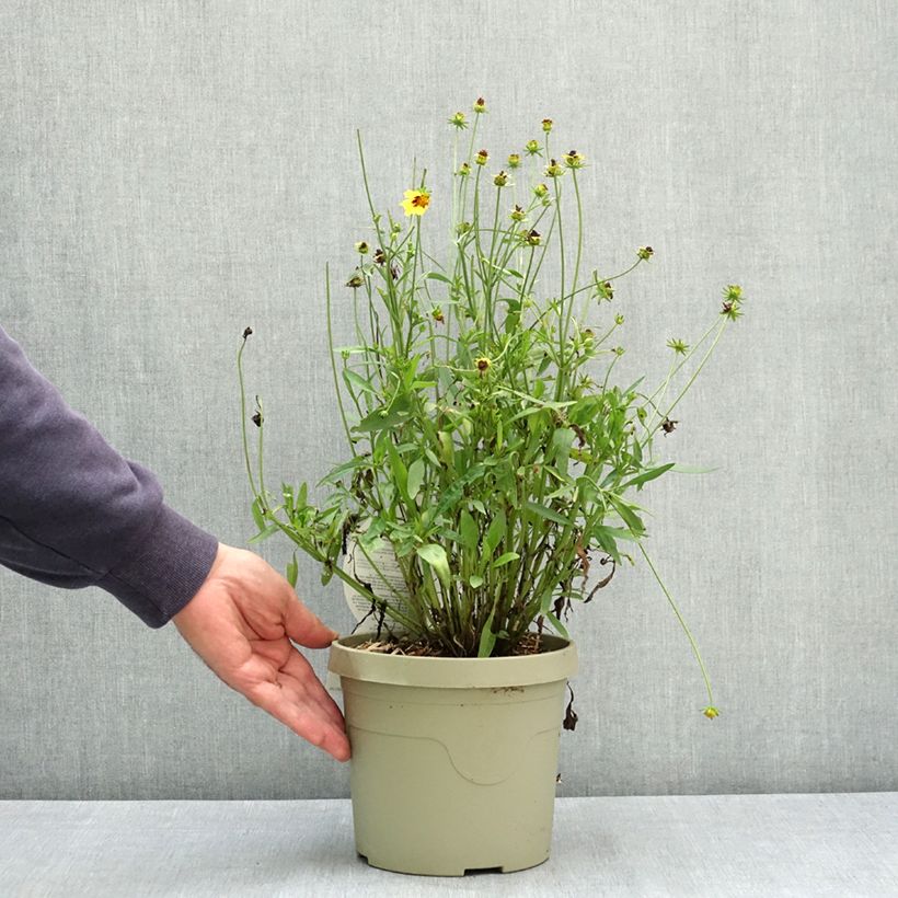 Amostra de Coreopsis grandiflora Solar Fancy Pot de 3L/4L tal como entregue no verão