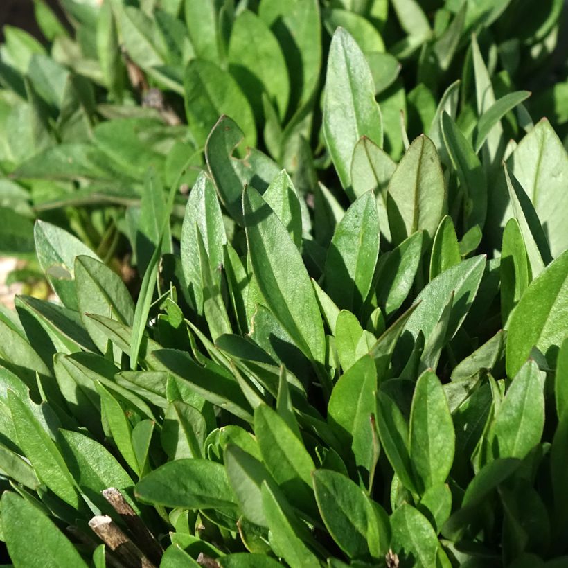 Coreópsis grandiflora Solar Jewel (Folhagem)