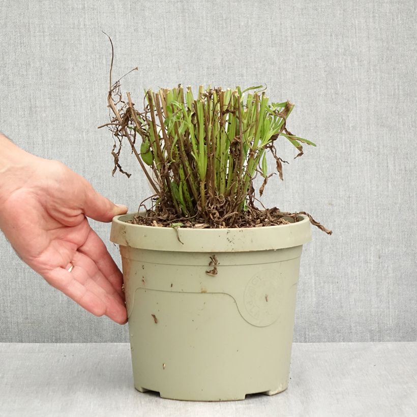 Amostra de Coreópsis grandiflora Solar Jewel Vaso de 3 L/4 L tal como entregue no outono