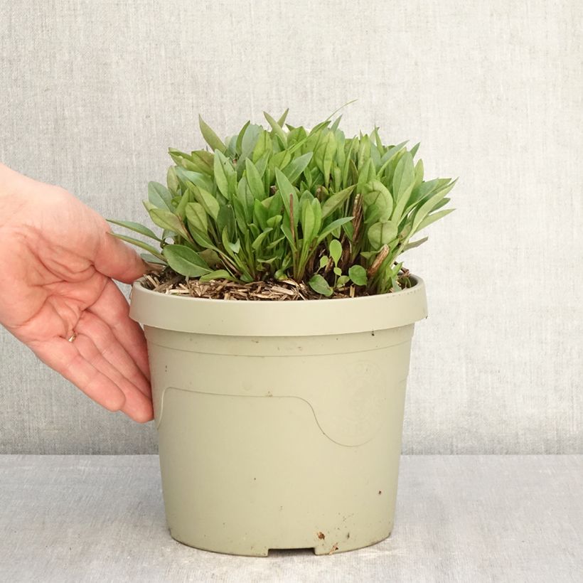 Amostra de Coreópsis grandiflora Solar Jewel Vaso de 3 L/4 L tal como entregue na primavera