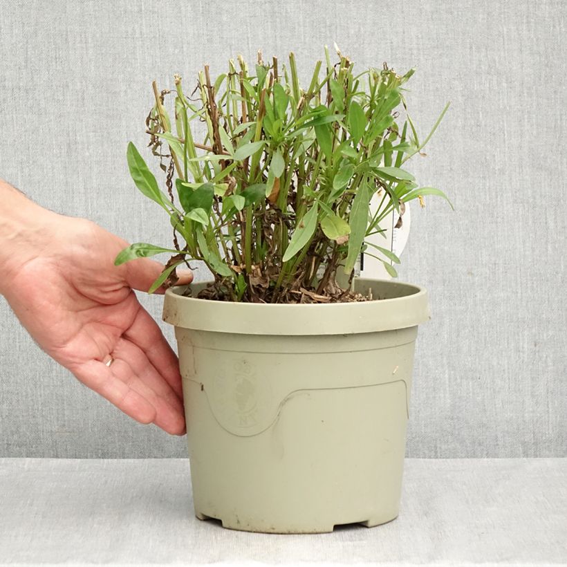 Amostra de Coreópsis grandiflora Solar Moon Vaso de 3 L/4 L tal como entregue no outono