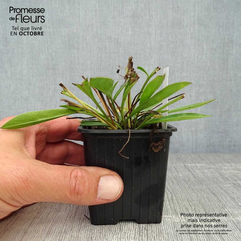 Amostra de Coreópsis grandiflora Sonnenkind Vaso de 8/9 cm tal como entregue no outono