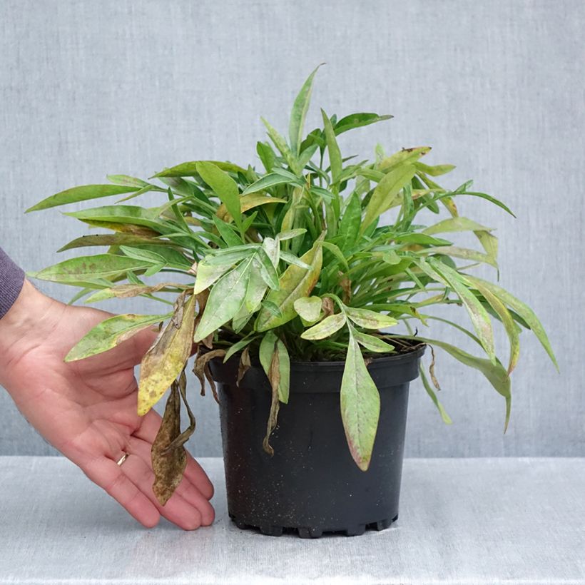 Amostra de Coreópsis grandiflora Sonnenkind Vaso de 2 L/3 L tal como entregue no outono