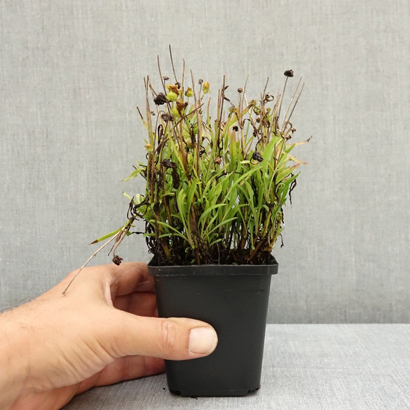 Amostra de Coreopsis grandiflora Sunkiss Vaso de 8/9 cm tal como entregue no verão