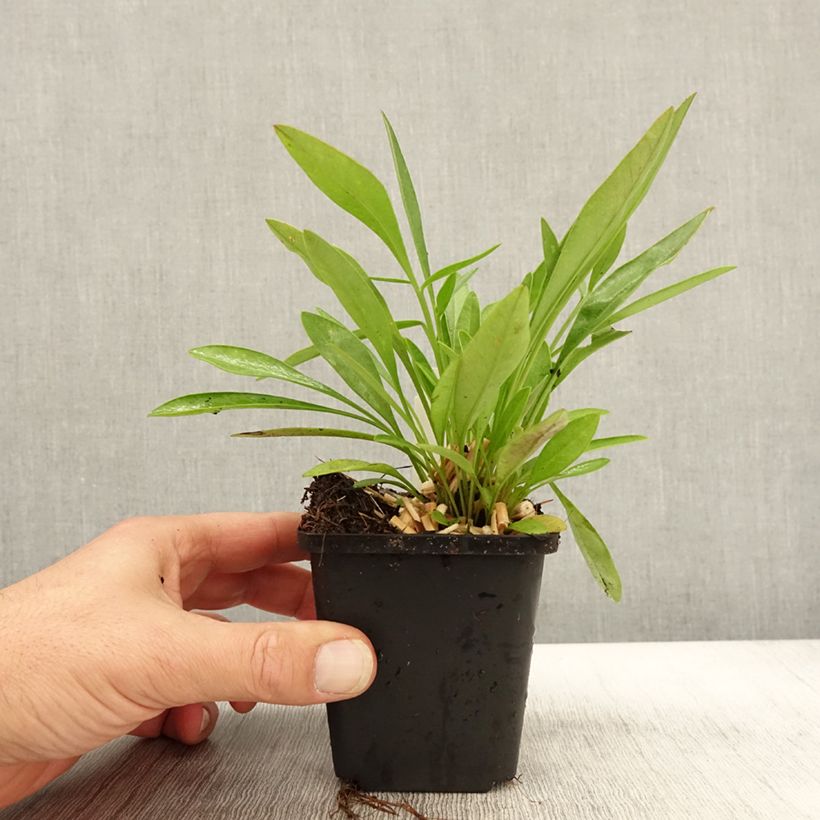 Amostra de Coreópsis lanceolata Baby Gold Vaso de 8/9 cm tal como entregue no outono