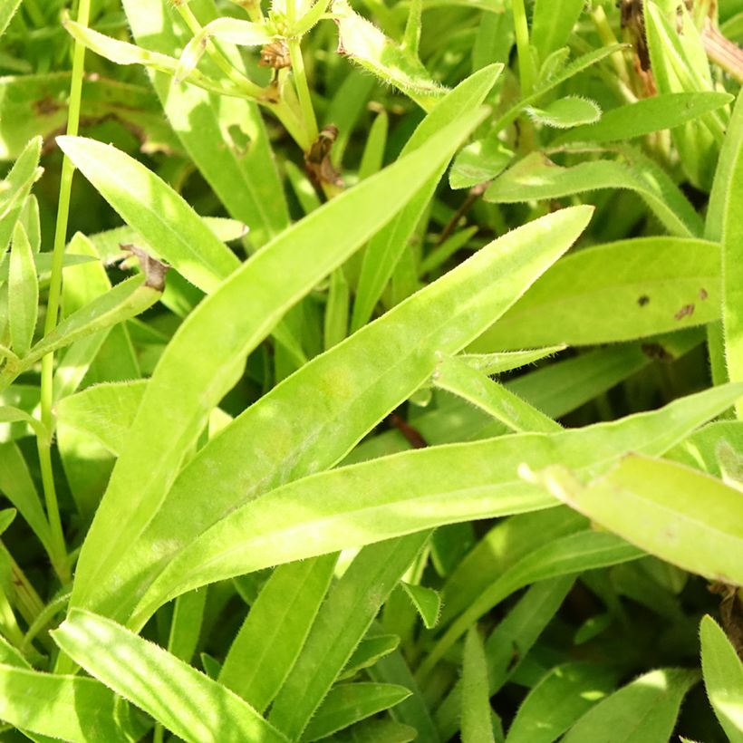 Coreópsis lanceolata Baby Gold (Folhagem)