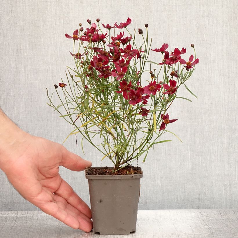 Amostra de Coreópsis rosea Limerock ruby Vaso de 8/9 cm tal como entregue no verão