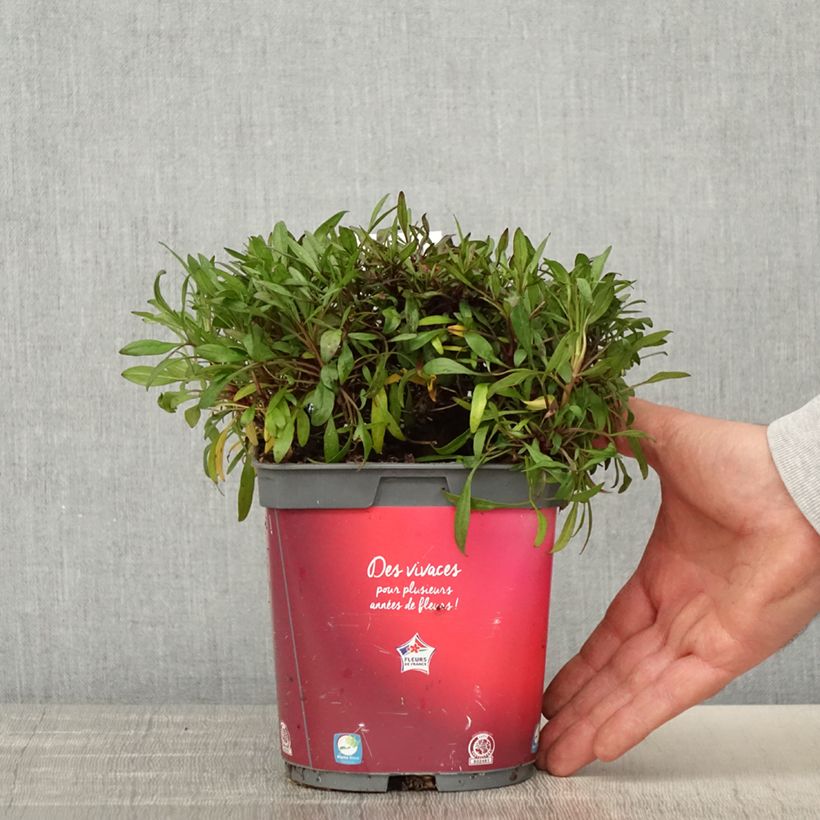 Amostra de Coreópsis rosea Limerock ruby Vaso de 2 L/3 L tal como entregue na primavera