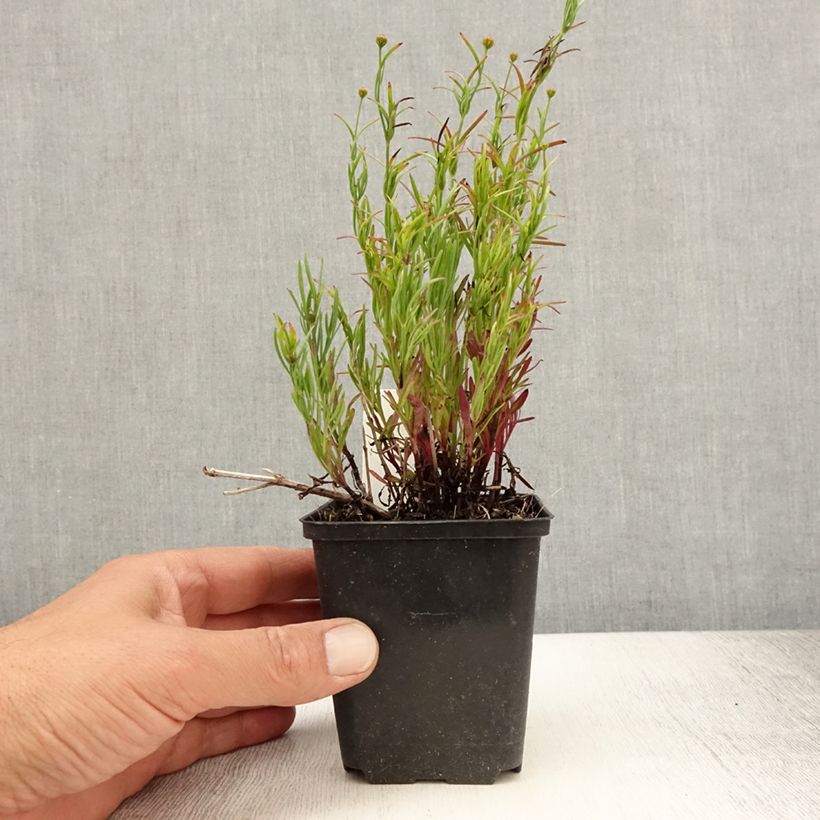 Amostra de Coreópsis Madras Magic Vaso de 8/9 cm tal como entregue no verão