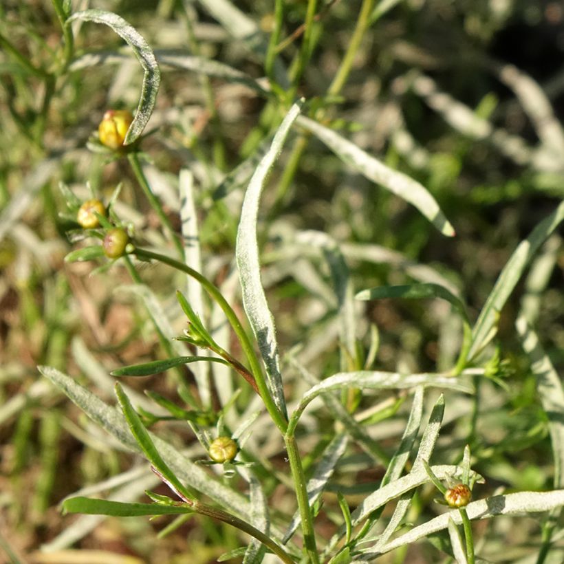 Coreópsis Madras Magic (Folhagem)
