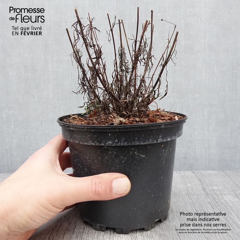 Amostra de Coreópsis Red Satin Vaso de 2 L/3 L tal como entregue no inverno