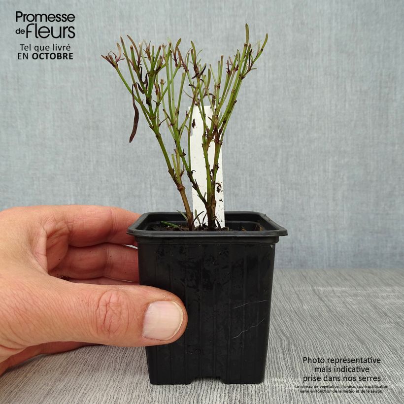 Amostra de Coreópsis Redshift Vaso de 8/9 cm tal como entregue no outono