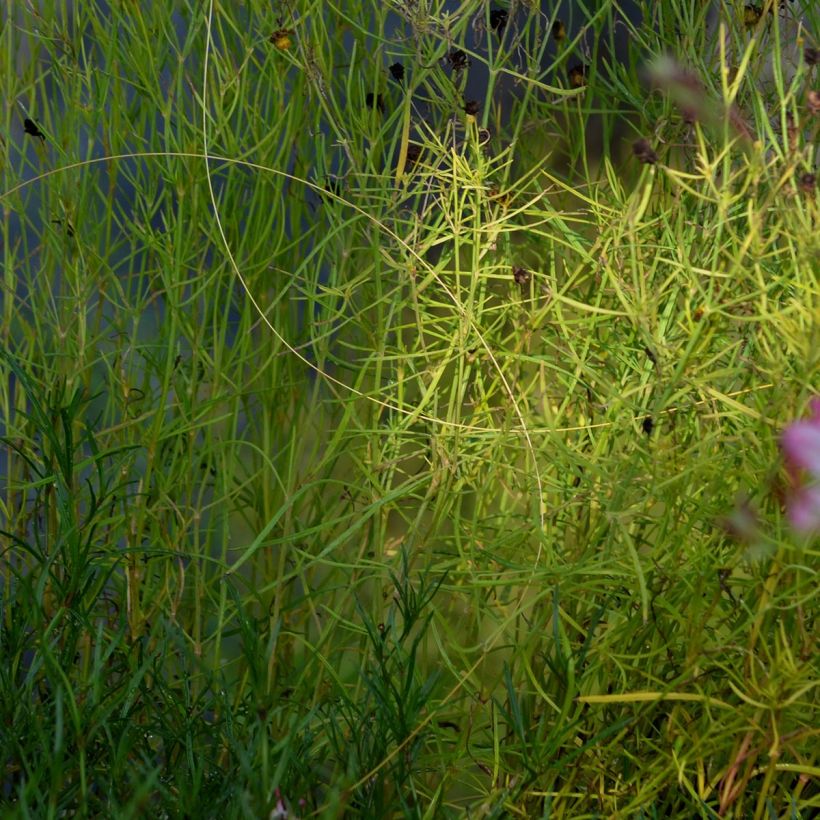 Coreópsis rosea American Dream (Folhagem)