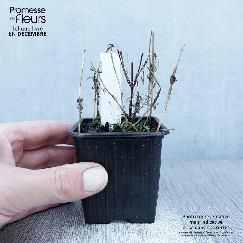 Amostra de Coreópsis rosea Nana Vaso de 8/9 cm tal como entregue no outono