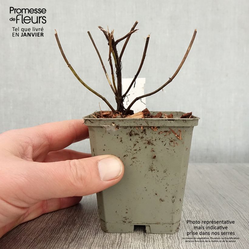 Amostra de Coreópsis verticillata Ruby Red Vaso de 8/9 cm tal como entregue no inverno