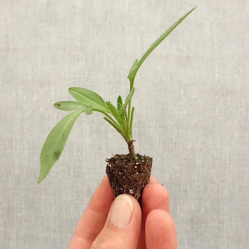 Amostra de Coreopsis Uptick Cream Mini-motte Ø 3/4 cm tal como entregue na primavera