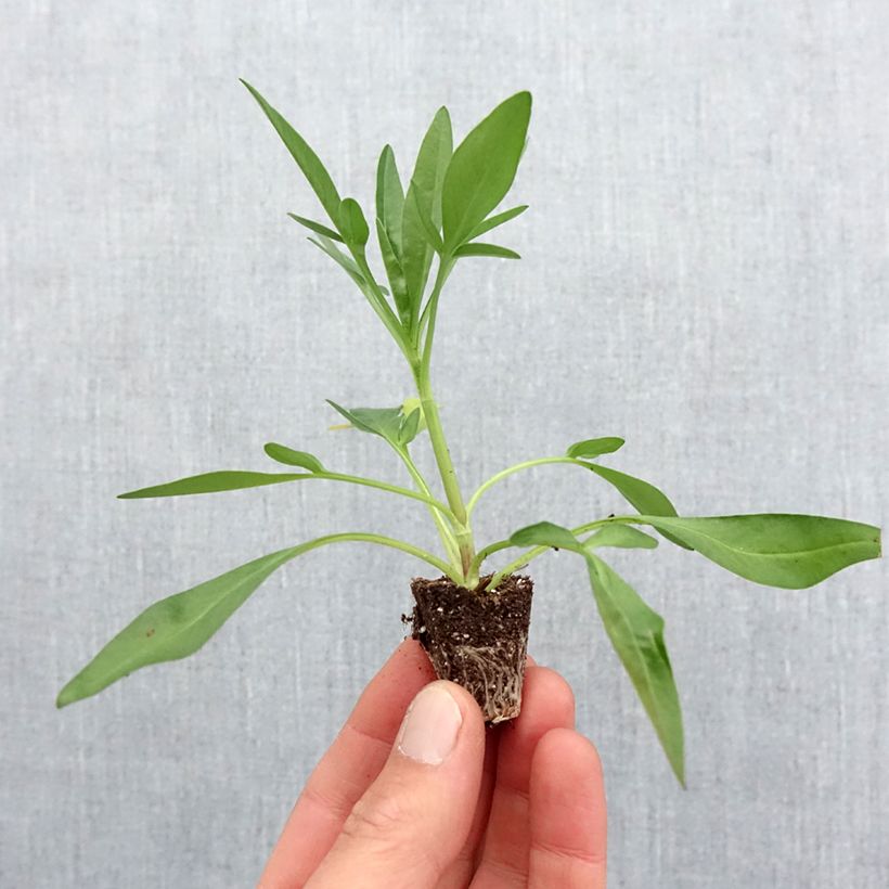 Amostra de Coreopsis Uptick Red Mini-motte Ø 3/4 cm tal como entregue na primavera