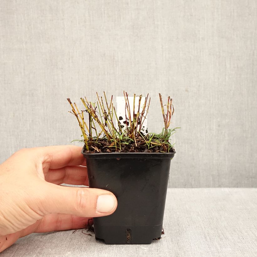 Amostra de Coreópsis verticillata Sunbeam Vaso de 8/9 cm tal como entregue no outono