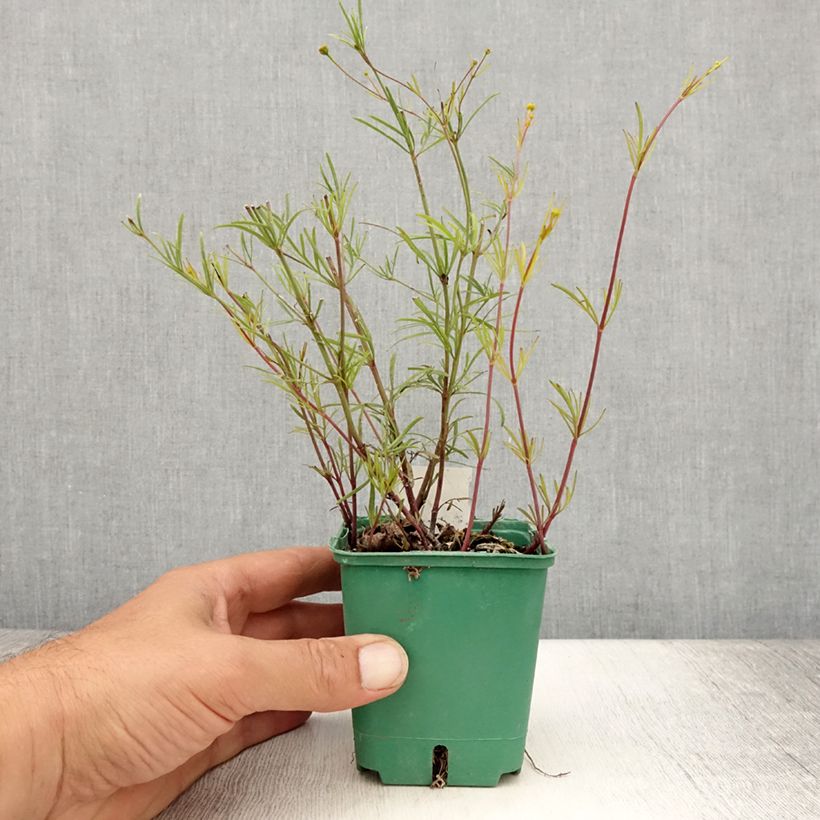 Amostra de Coreópsis verticillata Sunbeam Vaso de 8/9 cm tal como entregue no verão