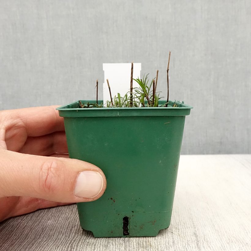 Amostra de Coreópsis verticillata Sunbeam Vaso de 8/9 cm tal como entregue na primavera