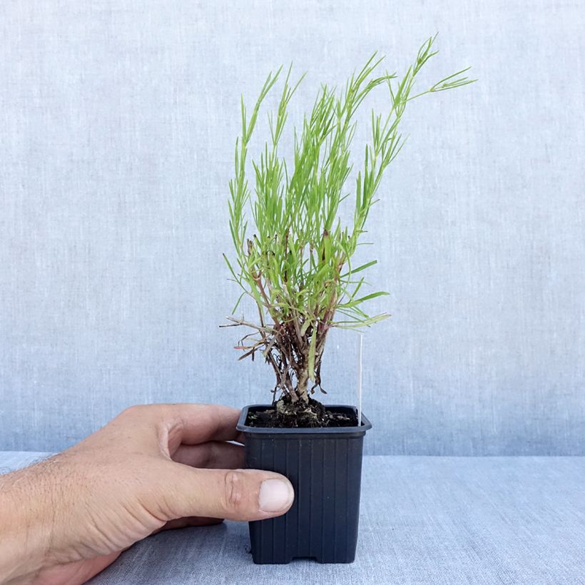 Amostra de Coreópsis verticillata Bengal Tiger Vaso de 8/9 cm tal como entregue no verão