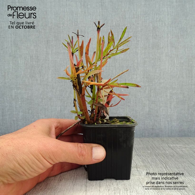 Amostra de Coreópsis verticillata Bengal Tiger Vaso de 8/9 cm tal como entregue no outono