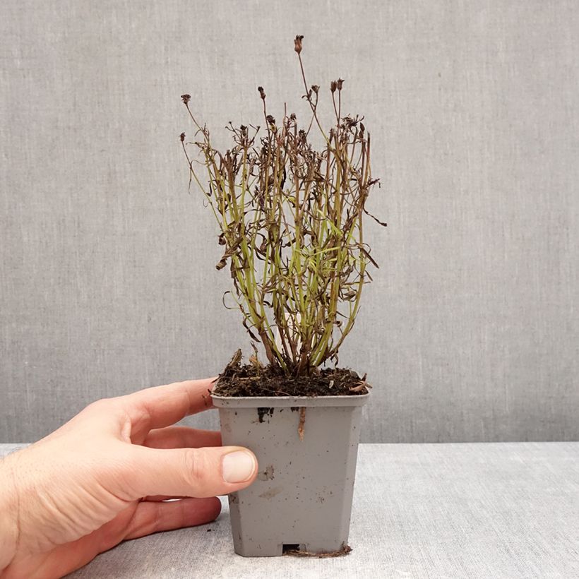 Amostra de Coreópsis verticillata Ladybird Vaso de 8/9 cm tal como entregue no inverno