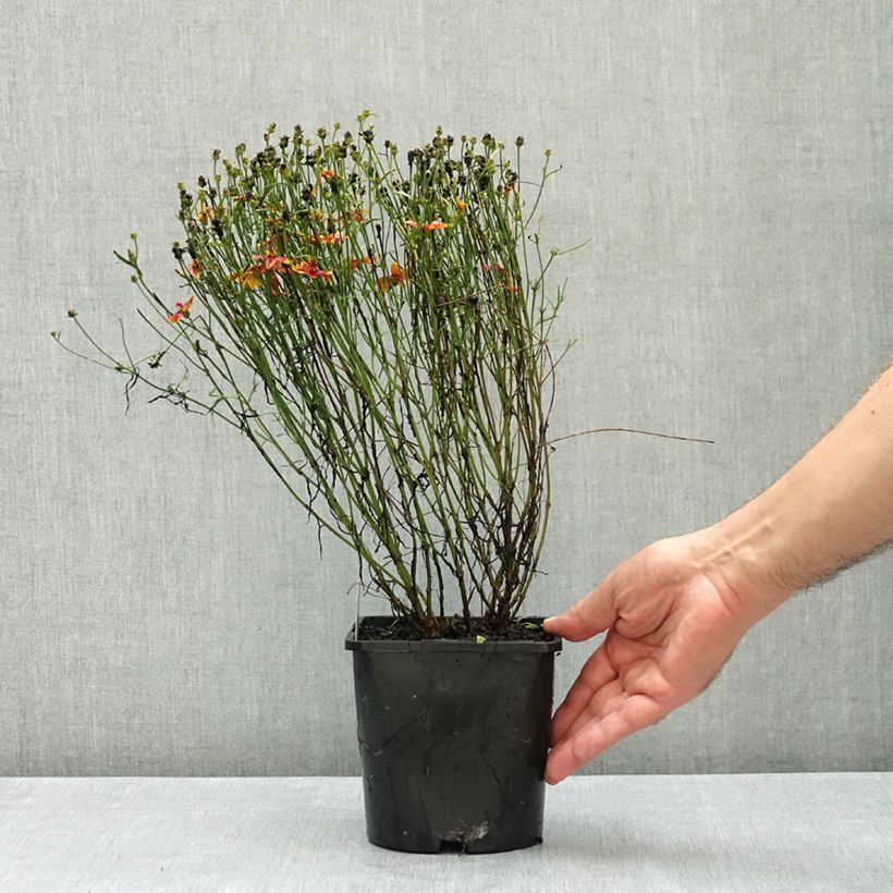 Amostra de Coreópsis verticillata Ladybird Vaso de 1,5 L/2 L tal como entregue no verão