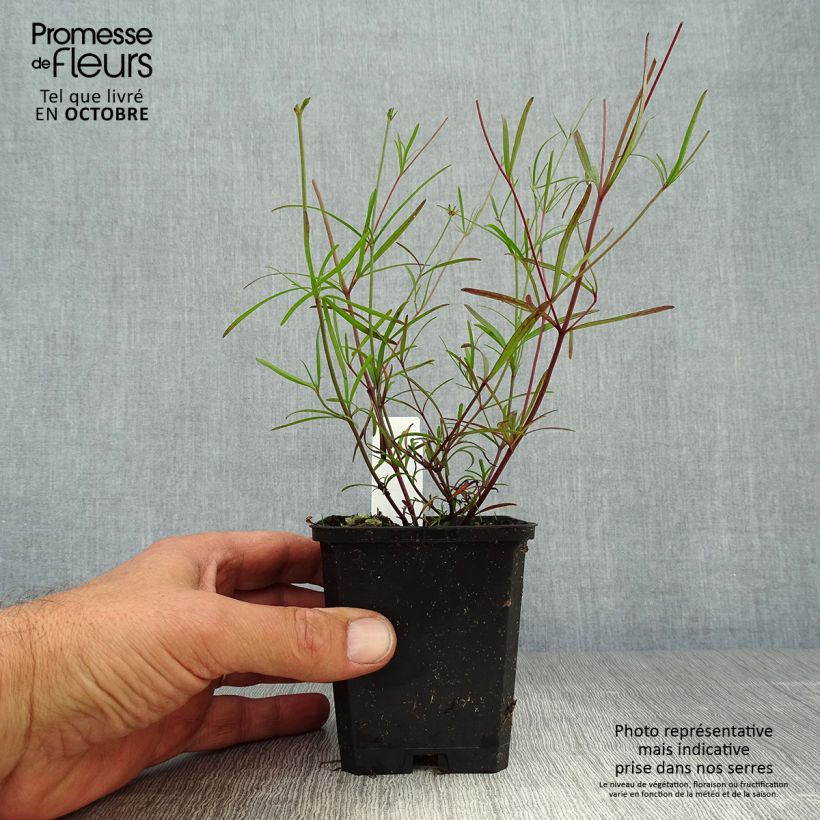 Amostra de Coreópsis verticillata Moonbeam Vaso de 7/8 cm tal como entregue no outono