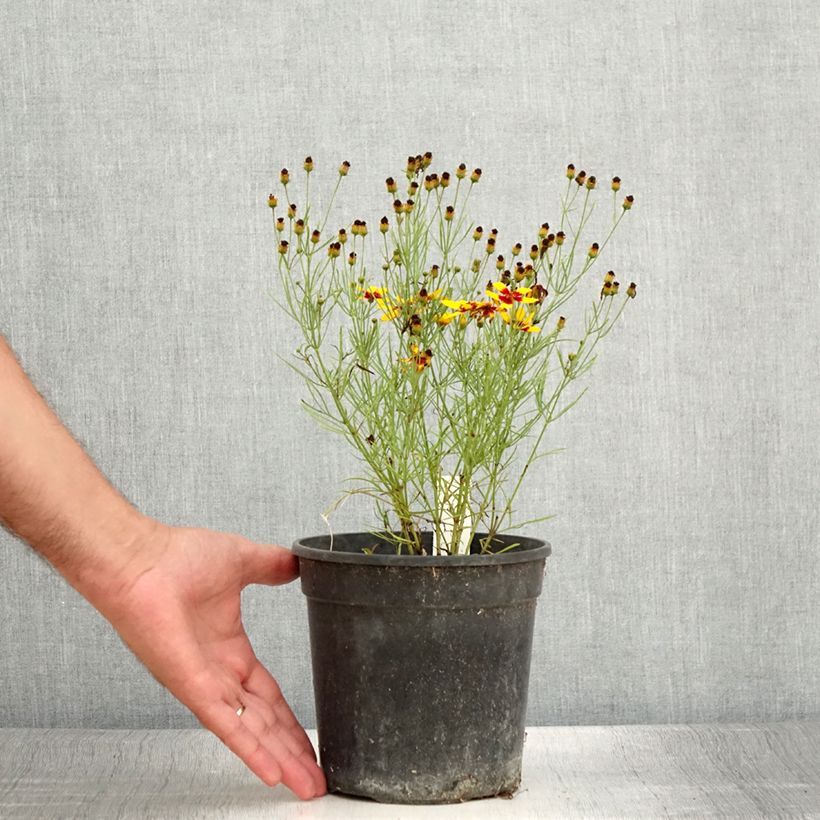 Amostra de Coreópsis verticillata Curry Up Vaso de 2 L/3 L tal como entregue no verão