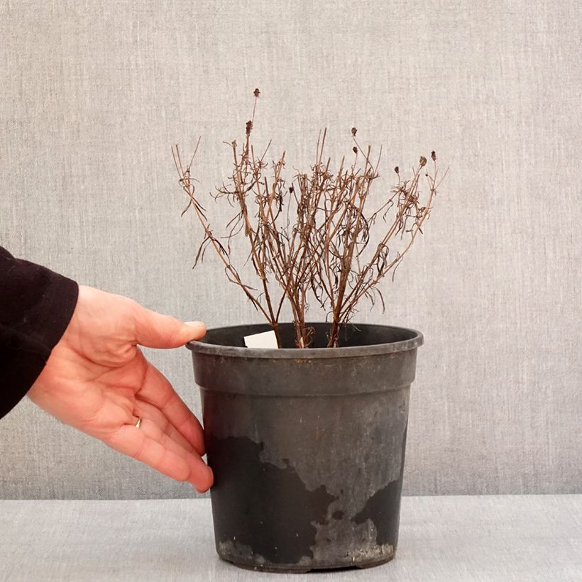 Amostra de Coreopsis verticillata S&S Curry Up - Coreopsis verticillé Pot de 2L/3L tal como entregue no inverno