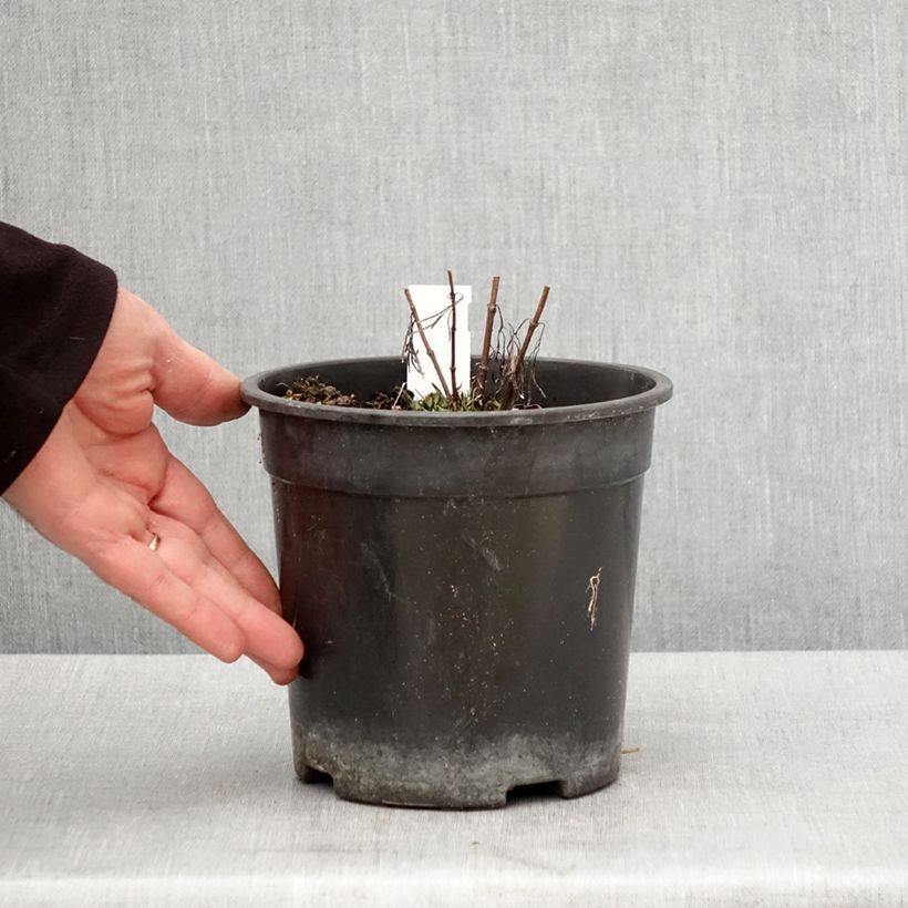 Amostra de Coreópsis verticillata Curry Up Vaso de 2 L/3 L tal como entregue na primavera