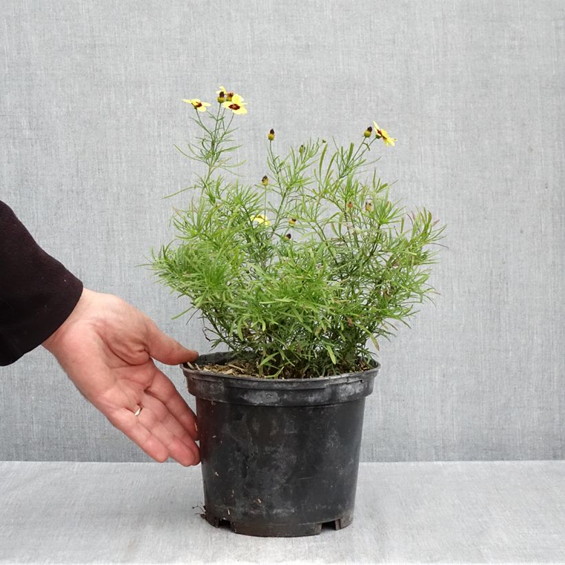 Amostra de Coreópsis verticillata Sassy Saffron Vaso de 2 L/3 L tal como entregue no outono