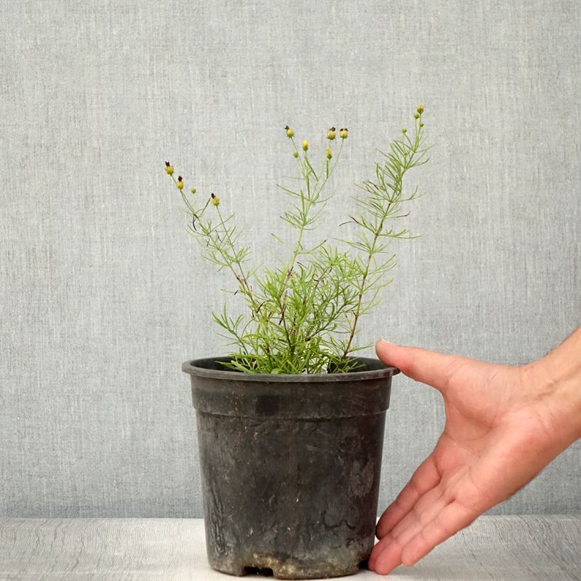 Amostra de Coreópsis verticillata Sassy Saffron Vaso de 2 L/3 L tal como entregue no verão
