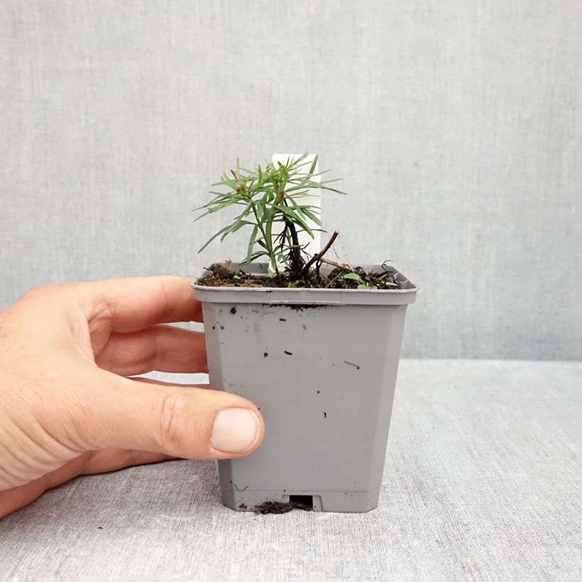 Amostra de Coreópsis verticillata Zagreb Vaso de 8/9 cm tal como entregue no outono