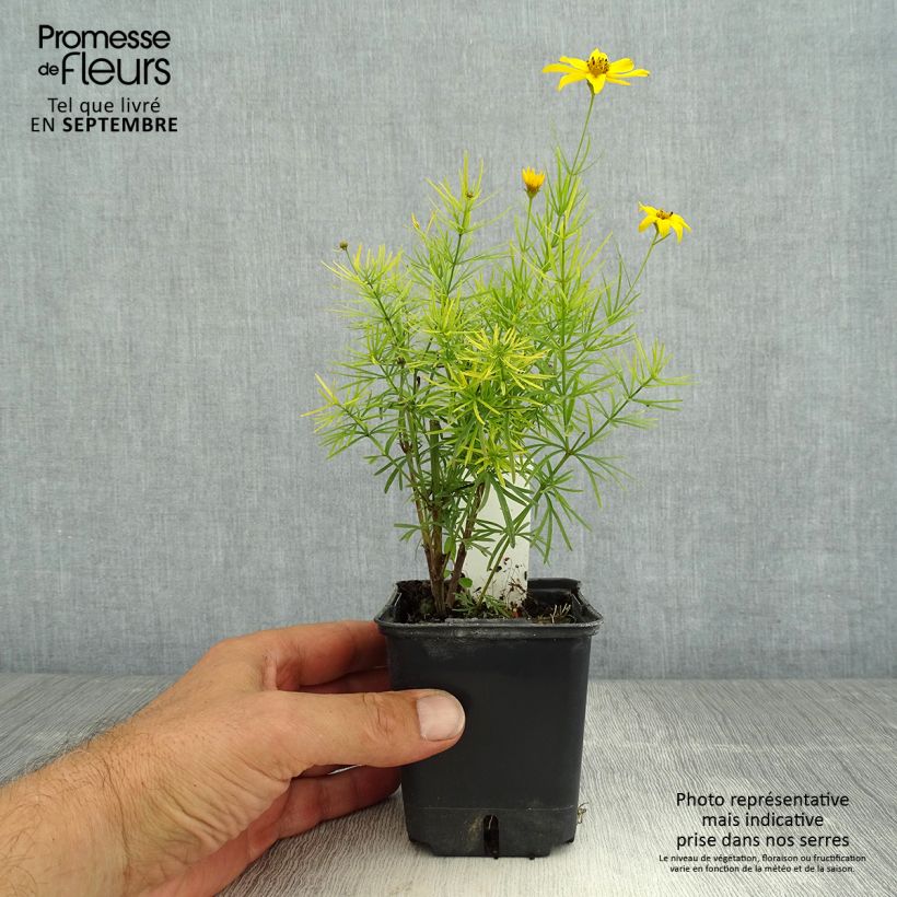 Amostra de Coreópsis verticillata Zagreb Vaso de 8/9 cm tal como entregue no verão