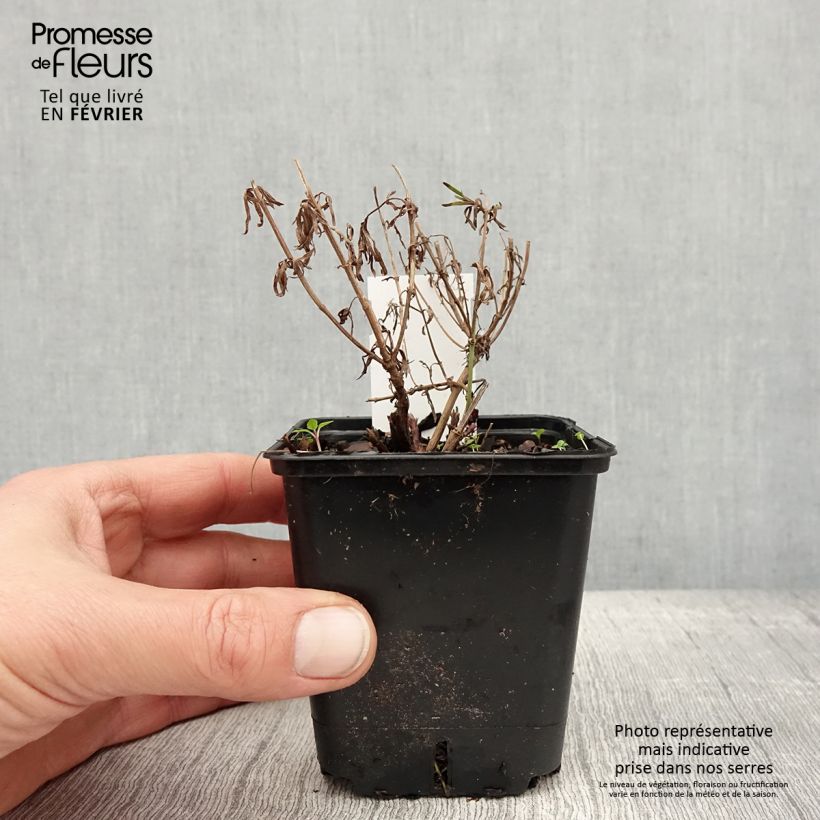 Amostra de Coreopsis verticillata Zagreb - Coréopsis verticillé Vaso de 8/9 cm tal como entregue no inverno