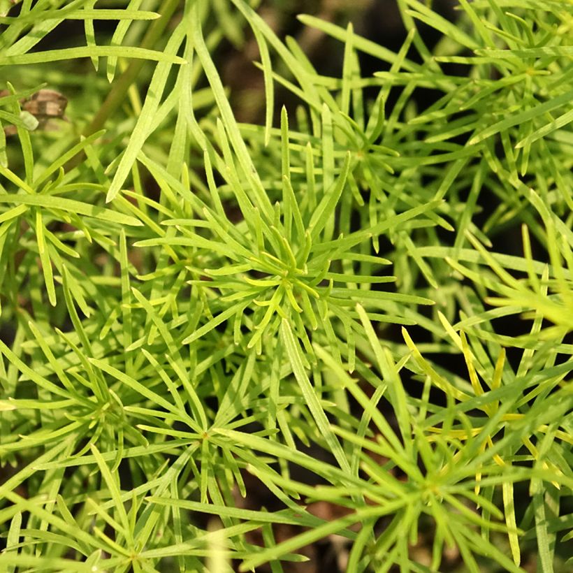 Coreópsis verticillata Zagreb (Folhagem)